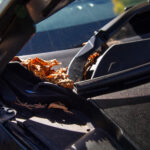 10Engine5 dried leaves and dirt